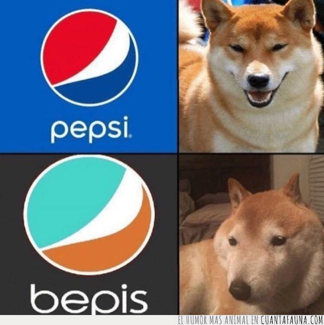 perro,shiba,inu,imitación,pepsi,cara,rara